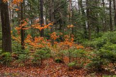 Waldlandschaft