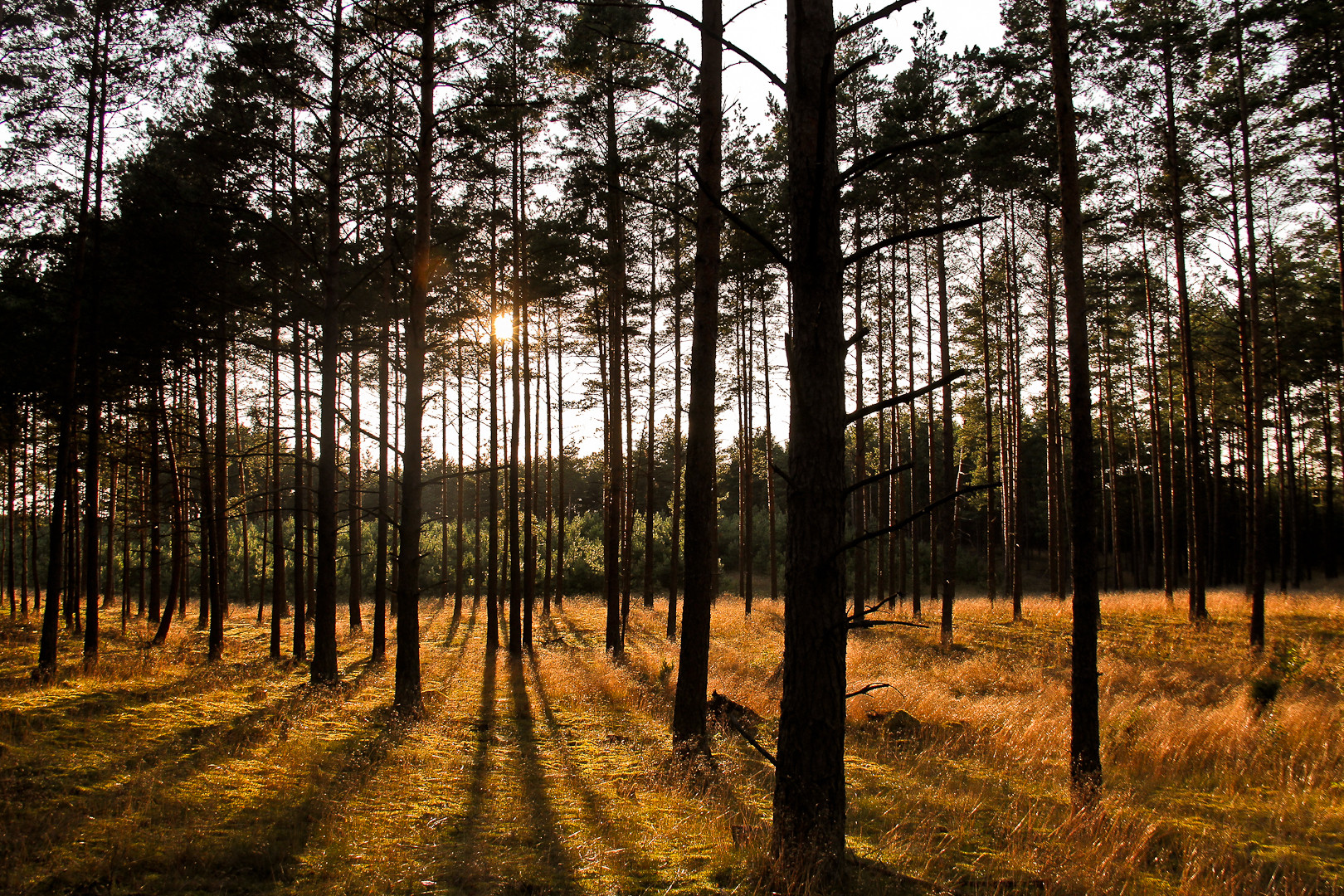 Waldlandschaft