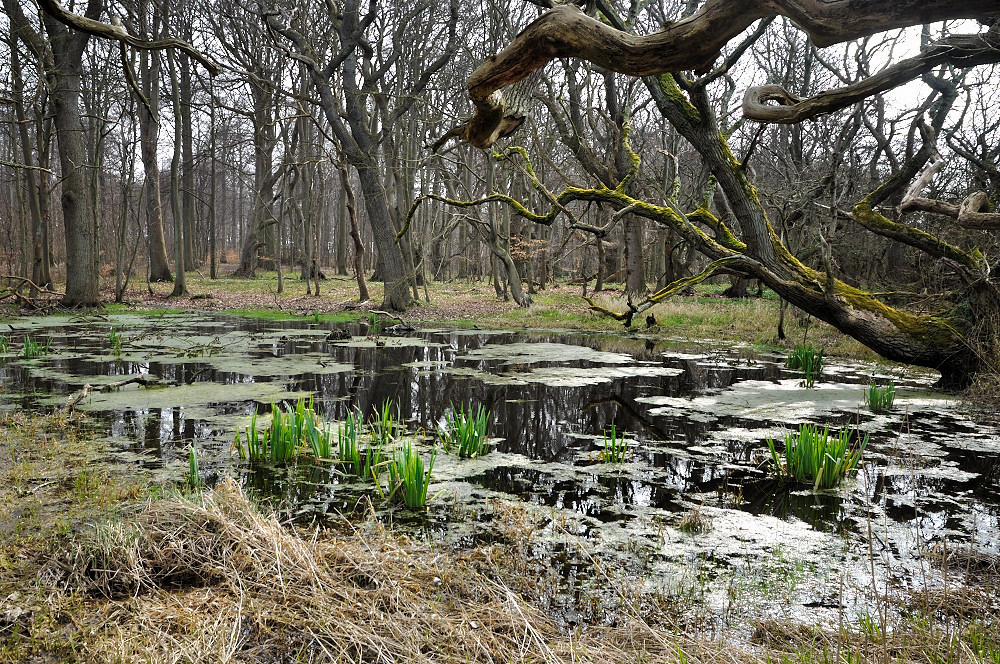 Waldlandschaft