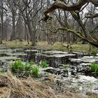 Waldlandschaft