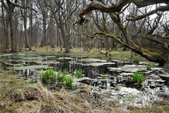 Waldlandschaft