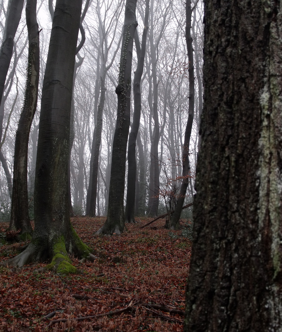 Waldlandschaft