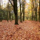 Waldlandschaft