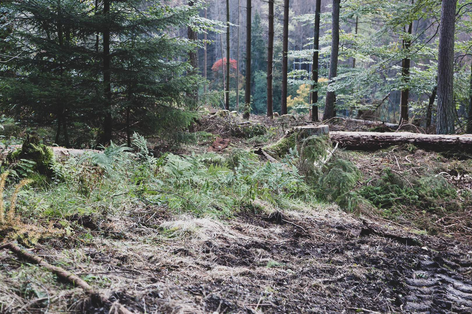 Waldlandschaft