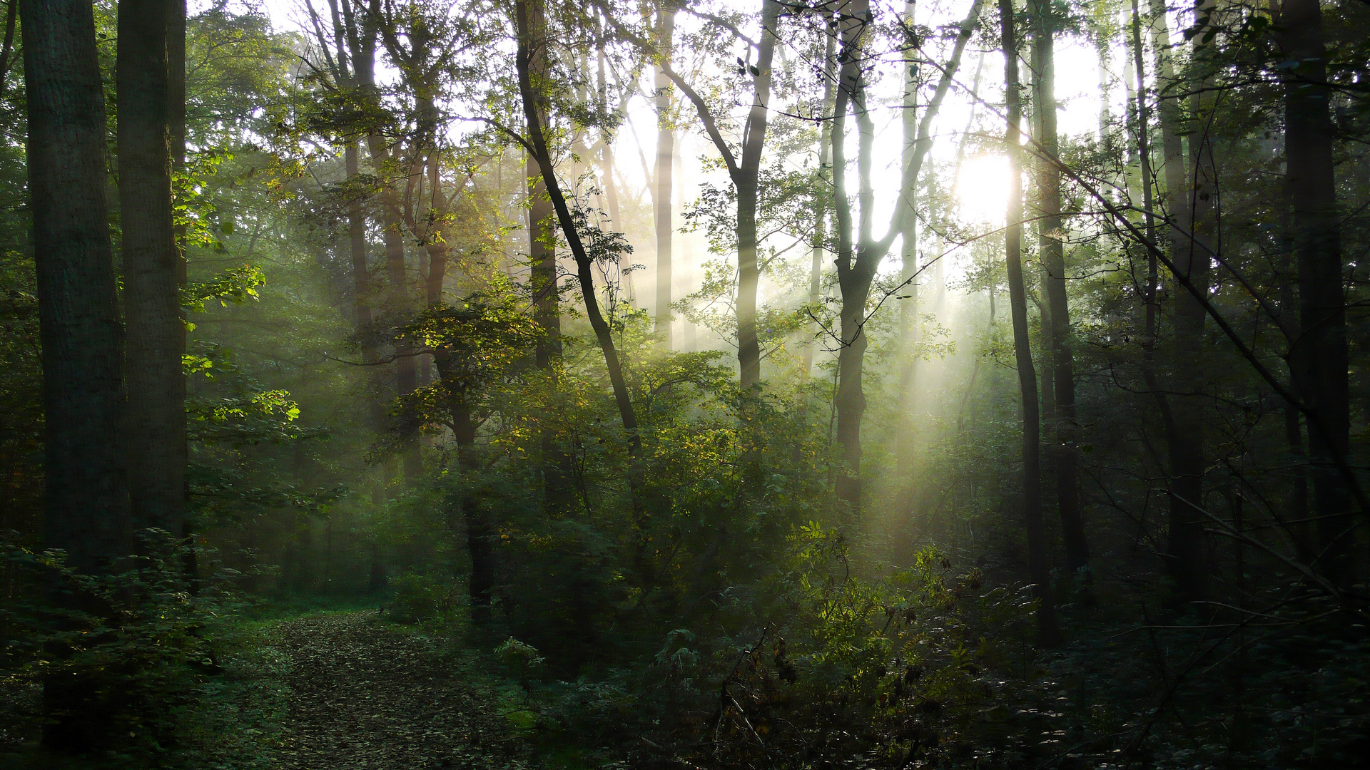 Waldlandschaft der Fee`n