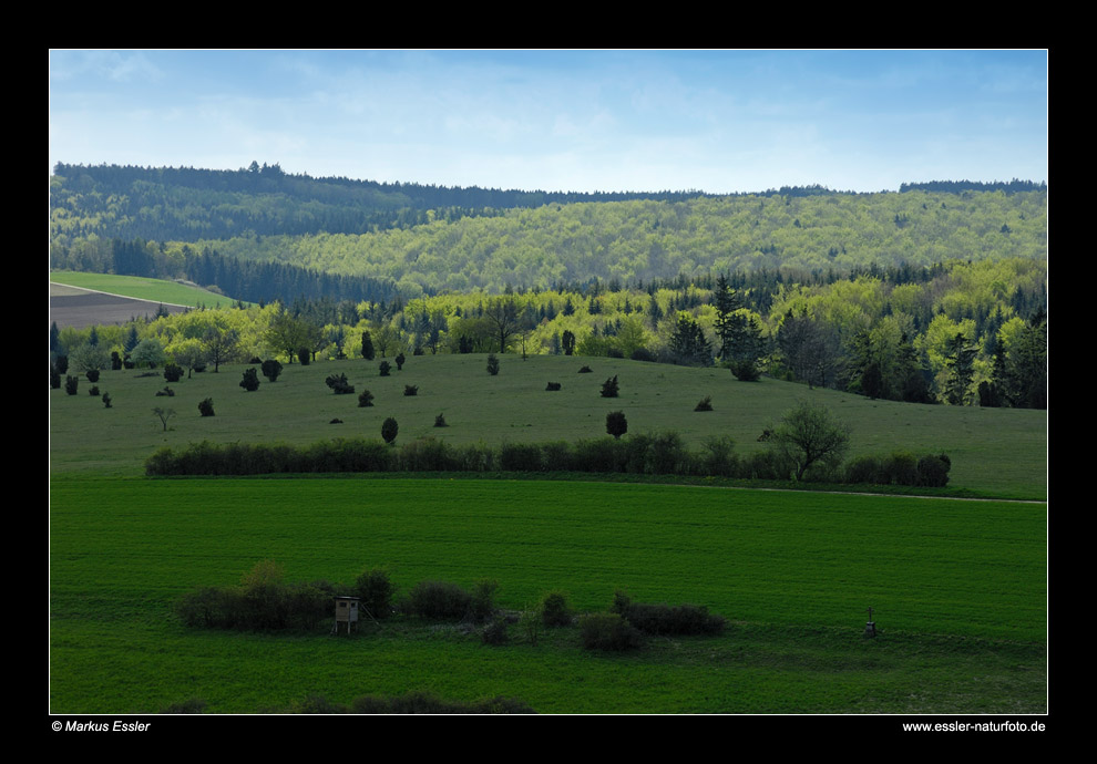 Waldlandschaft hinter dem Tonnenberg • Ostalbkreis, Baden-Württemberg, Deutschland (85-22174)