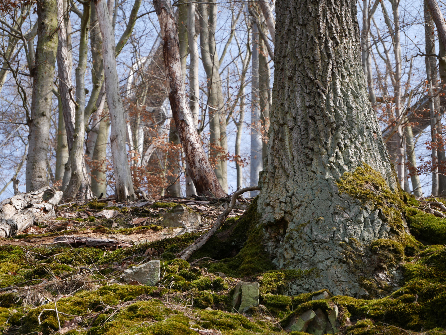 Waldlandschaft im Frühjahr