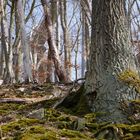 Waldlandschaft im Frühjahr