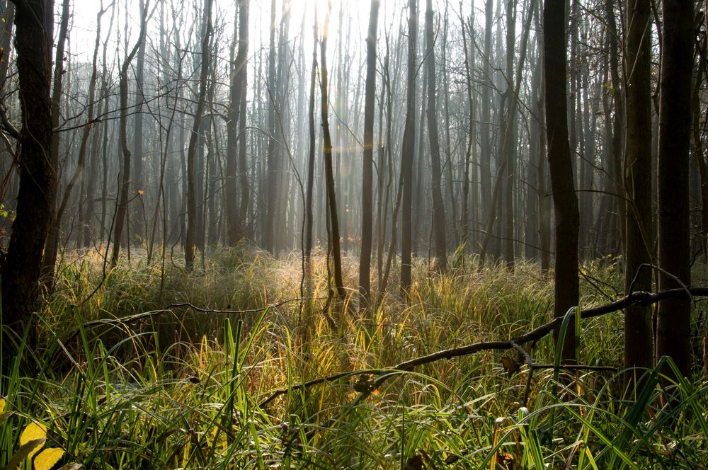 Waldlandschaft im herbstlichen Unterspreewald