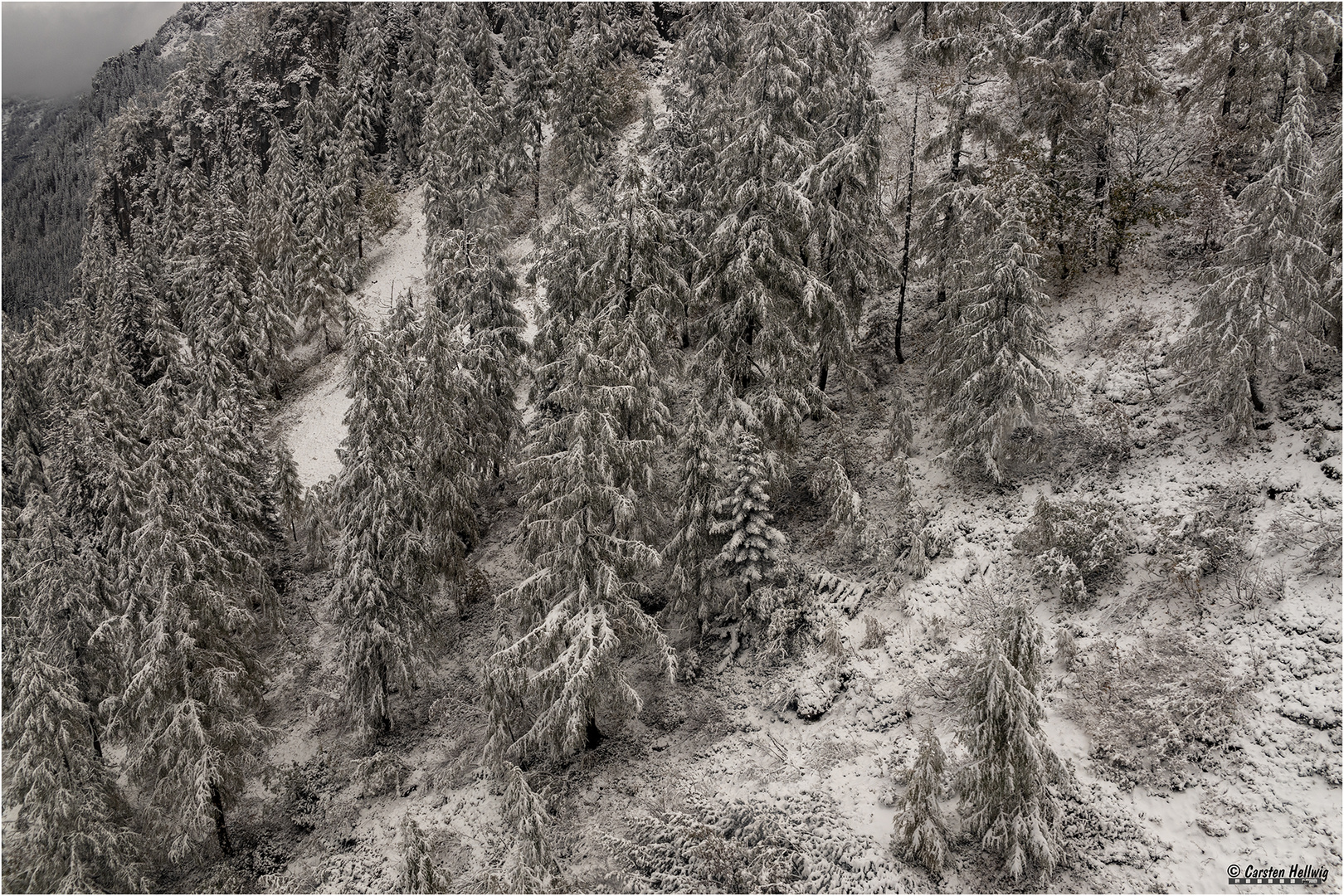 Waldlandschaft im Schnee