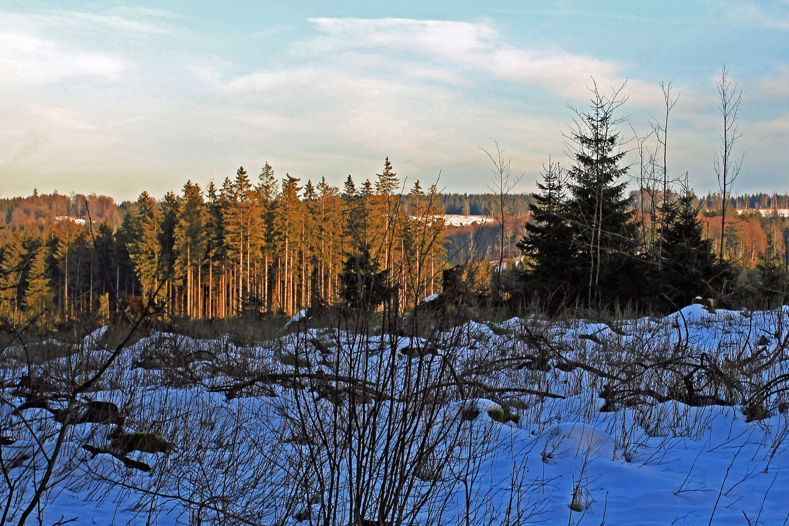 Waldlandschaft im Winter