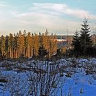 Waldlandschaft im Winter