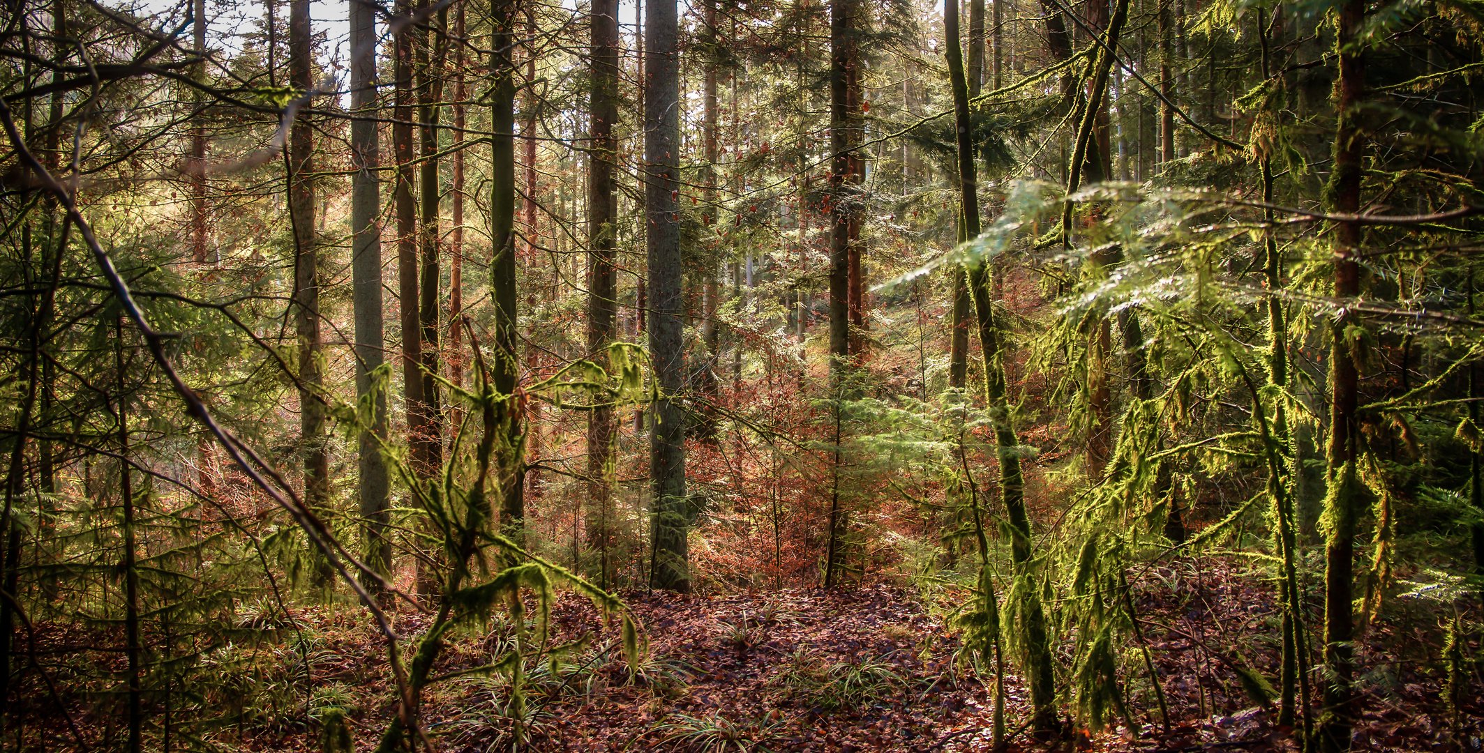 Waldlandschaft.... in der tiefe des Waldes