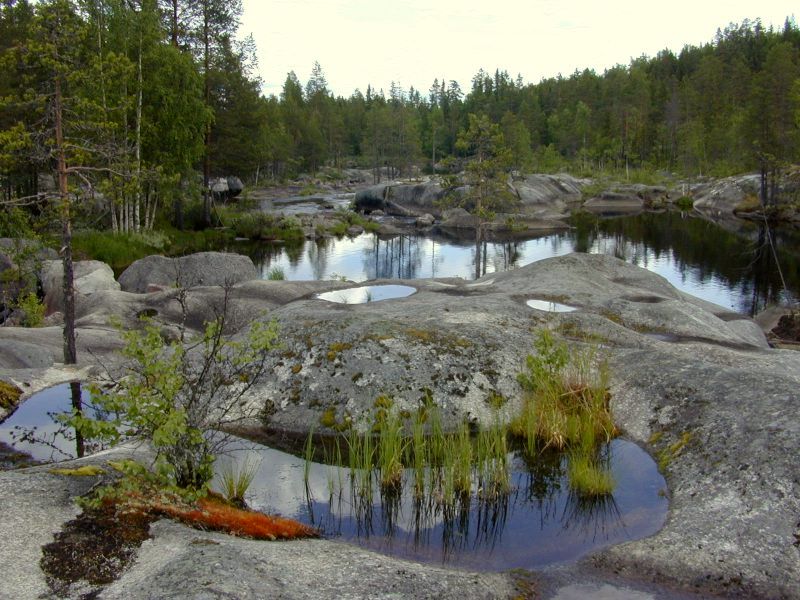 Waldlandschaft in Schweden