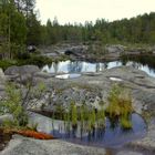 Waldlandschaft in Schweden