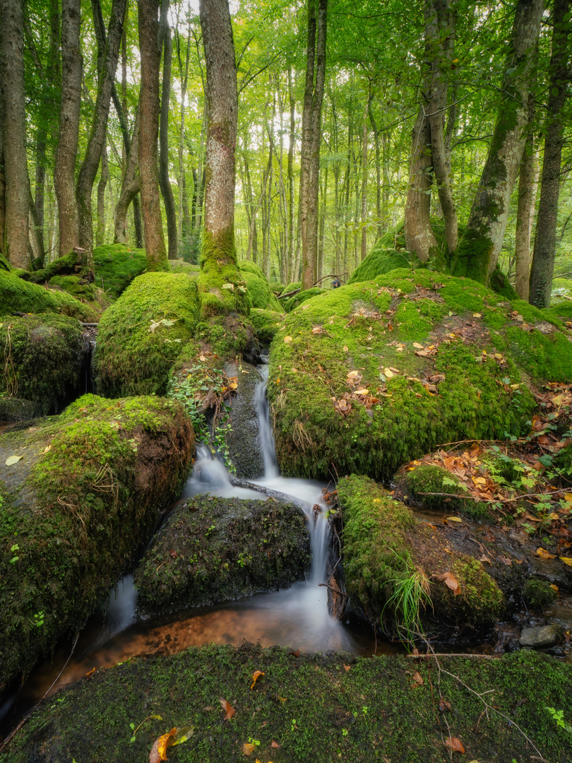 Waldlandschaft mit Bach