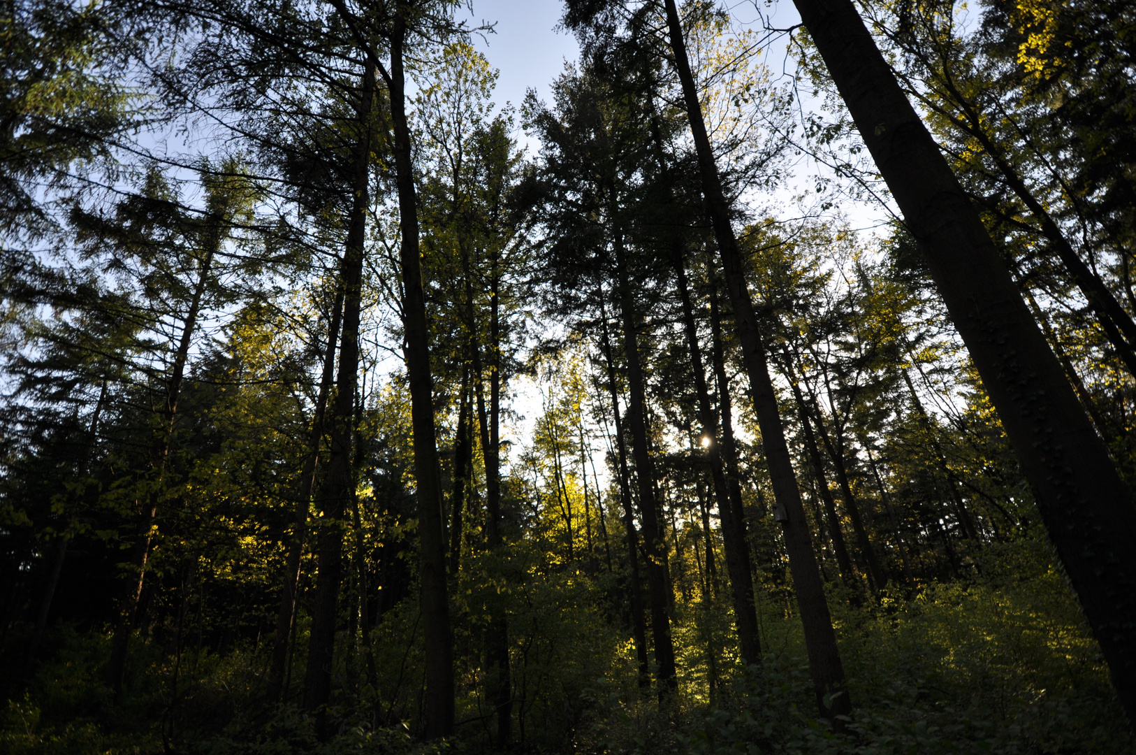 Waldlandschaft mit Sonne