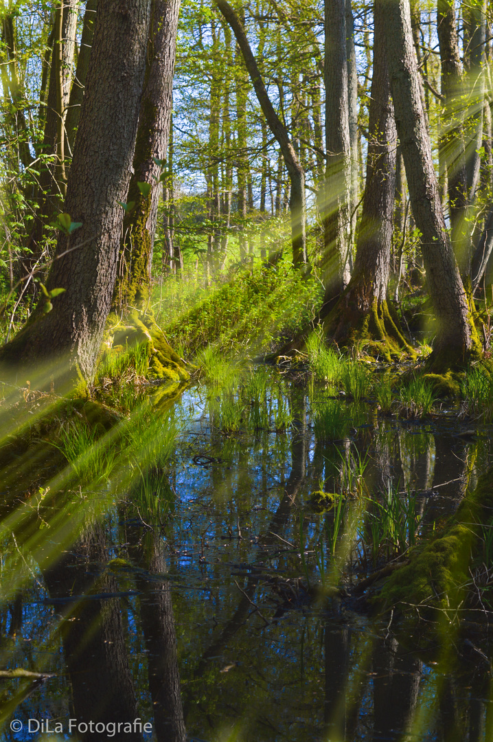 Waldlandschaft mit Sonnenstrahlen