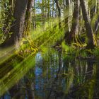 Waldlandschaft mit Sonnenstrahlen