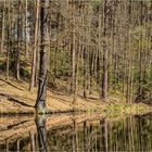 Waldlandschaft mit Wauwau