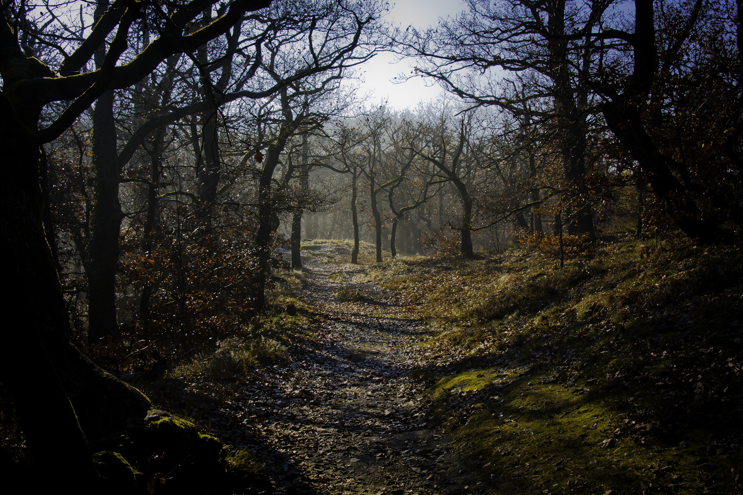 Waldlandschaft- Wartburg Eisanach