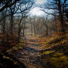 Waldlandschaft- Wartburg Eisanach