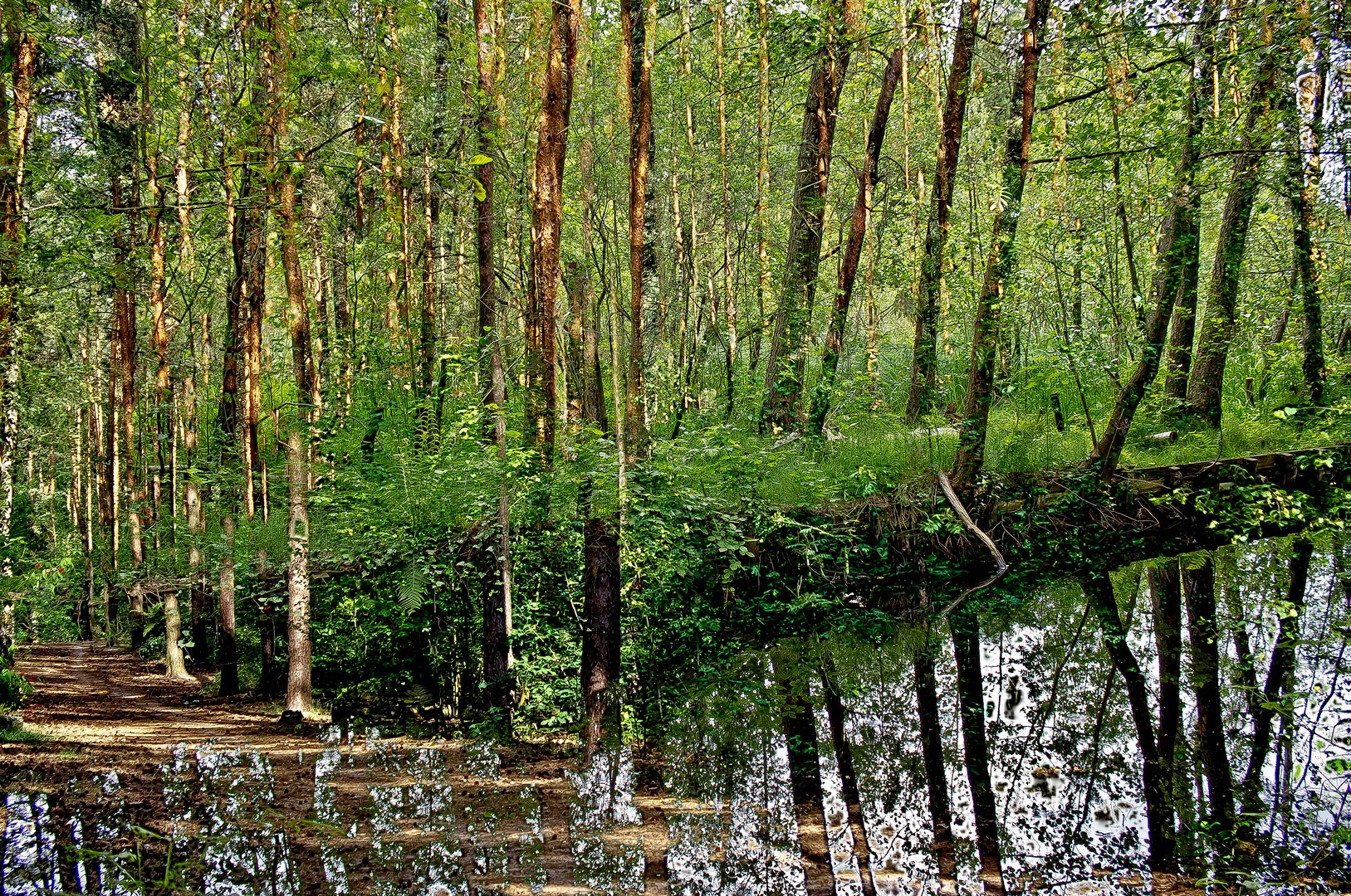 waldlandschaften