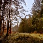 Waldlanschaft Mecklenburg