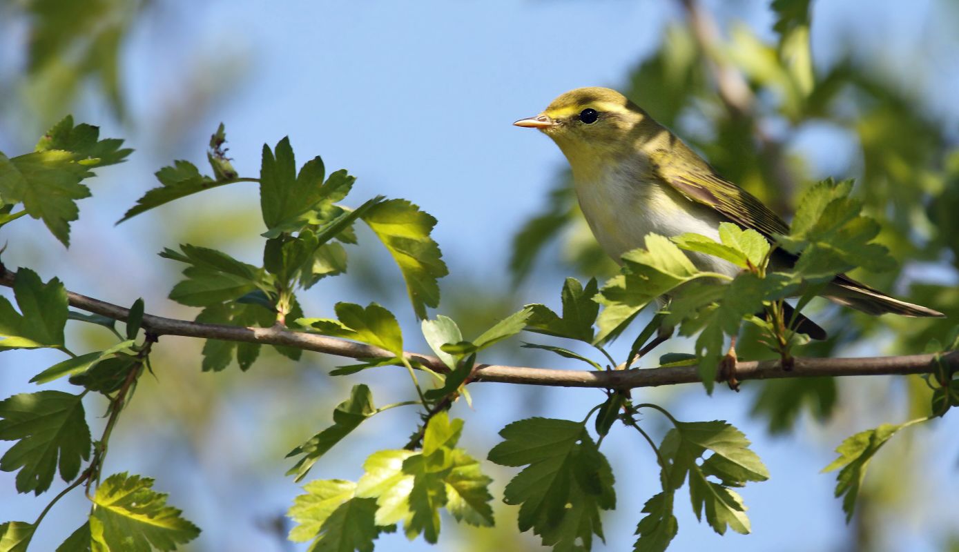 WALDLAUBSÄNGER