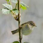 Waldlaubsänger