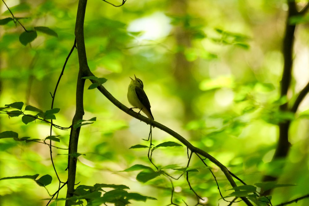 Waldlaubsänger