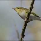 Waldlaubsänger