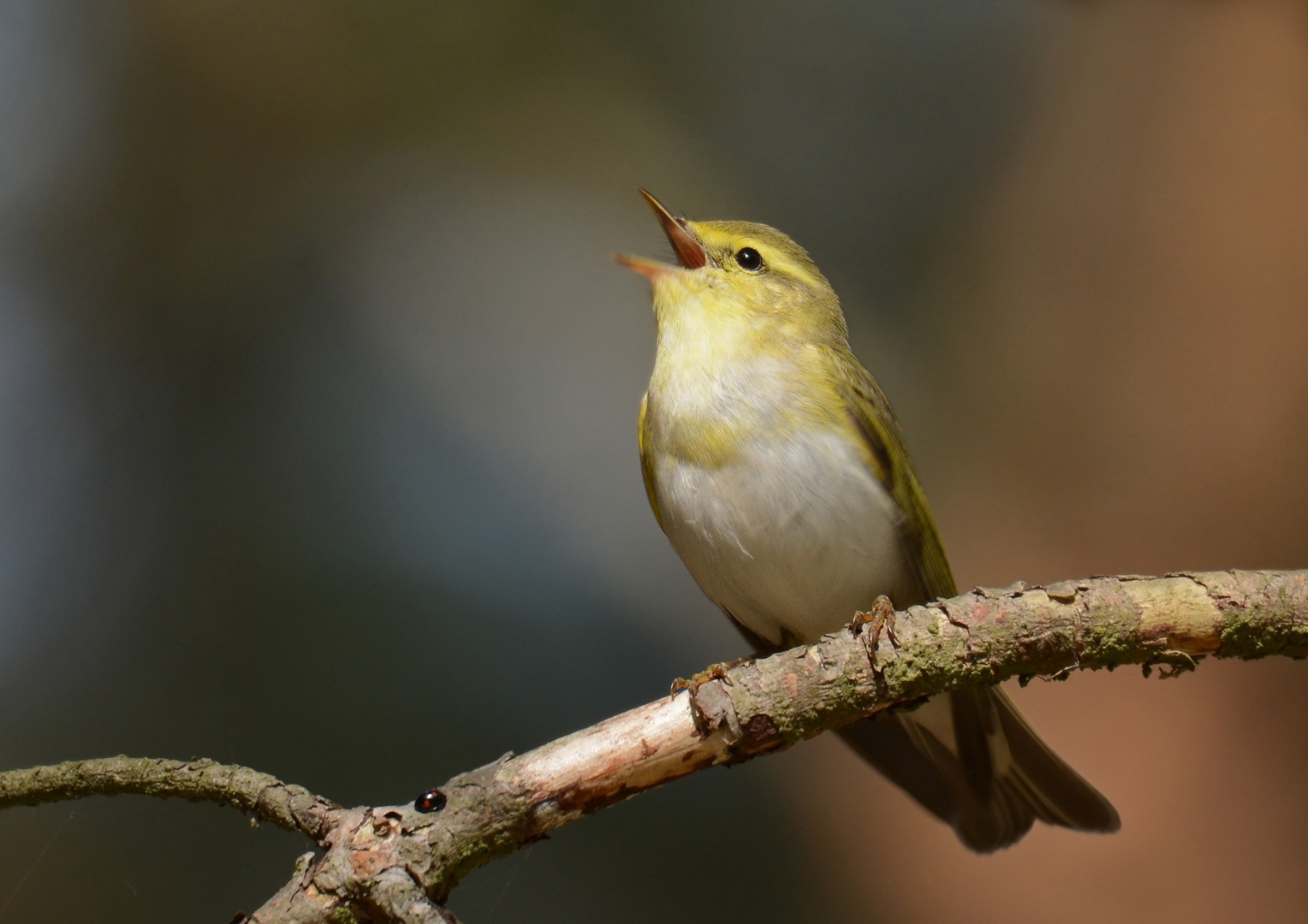 Waldlaubsänger