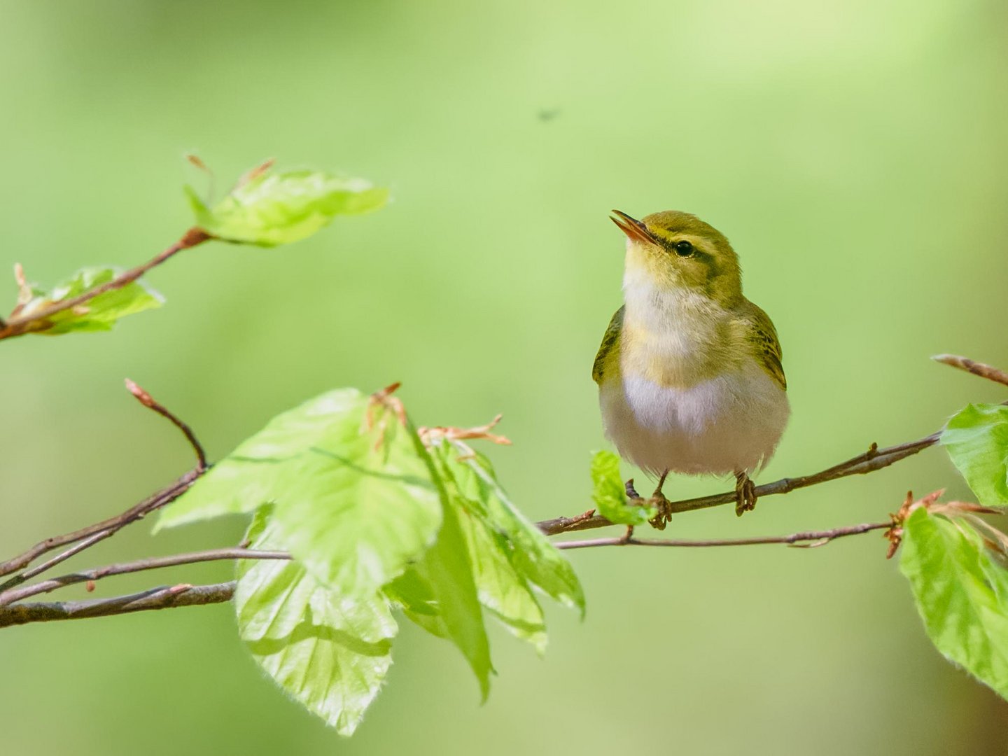 Waldlaubsänger  