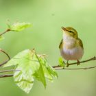 Waldlaubsänger  