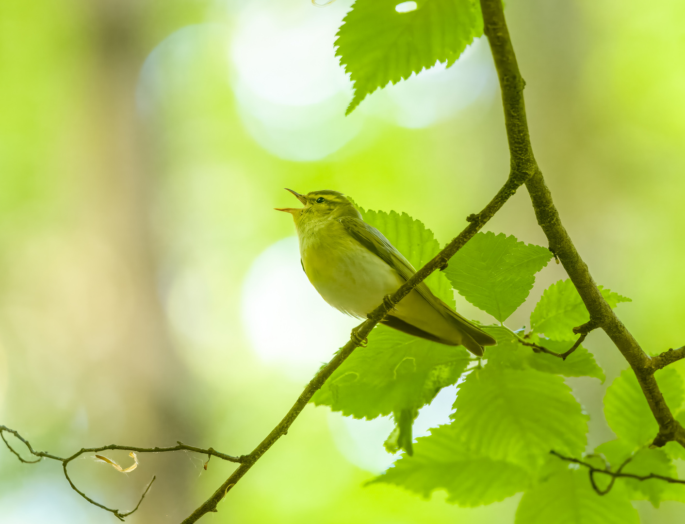 Waldlaubsänger