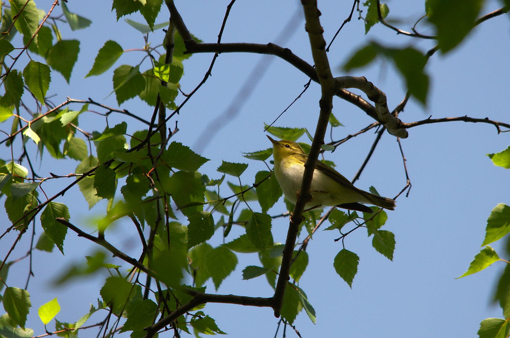 Waldlaubsänger