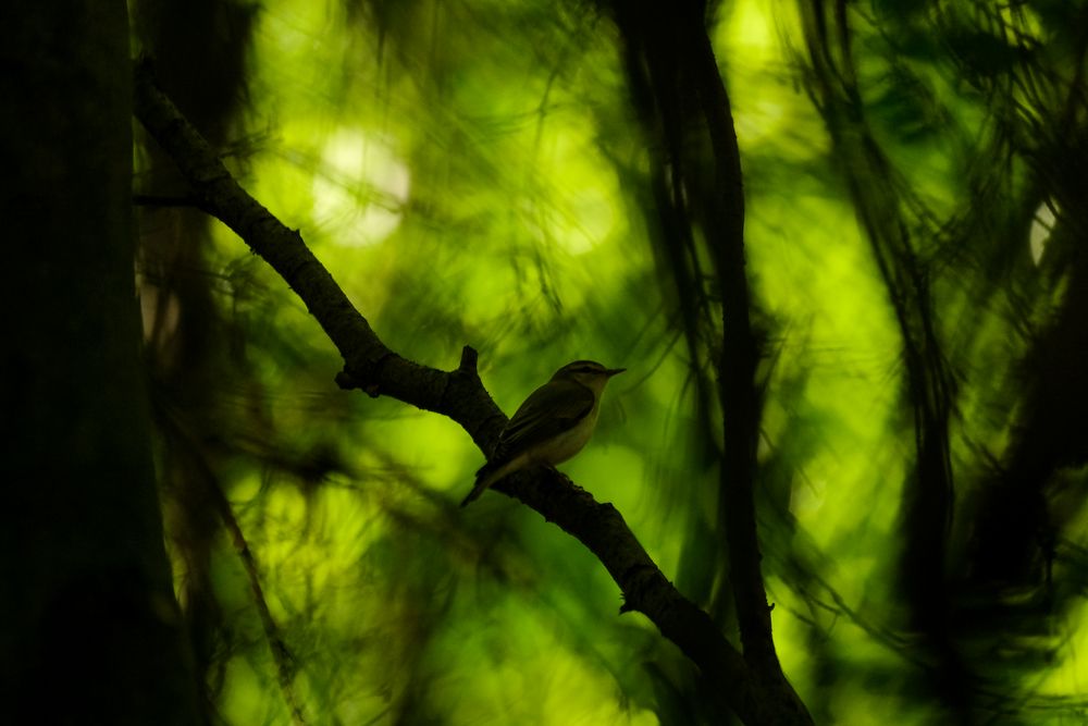 Waldlaubsänger im Revier