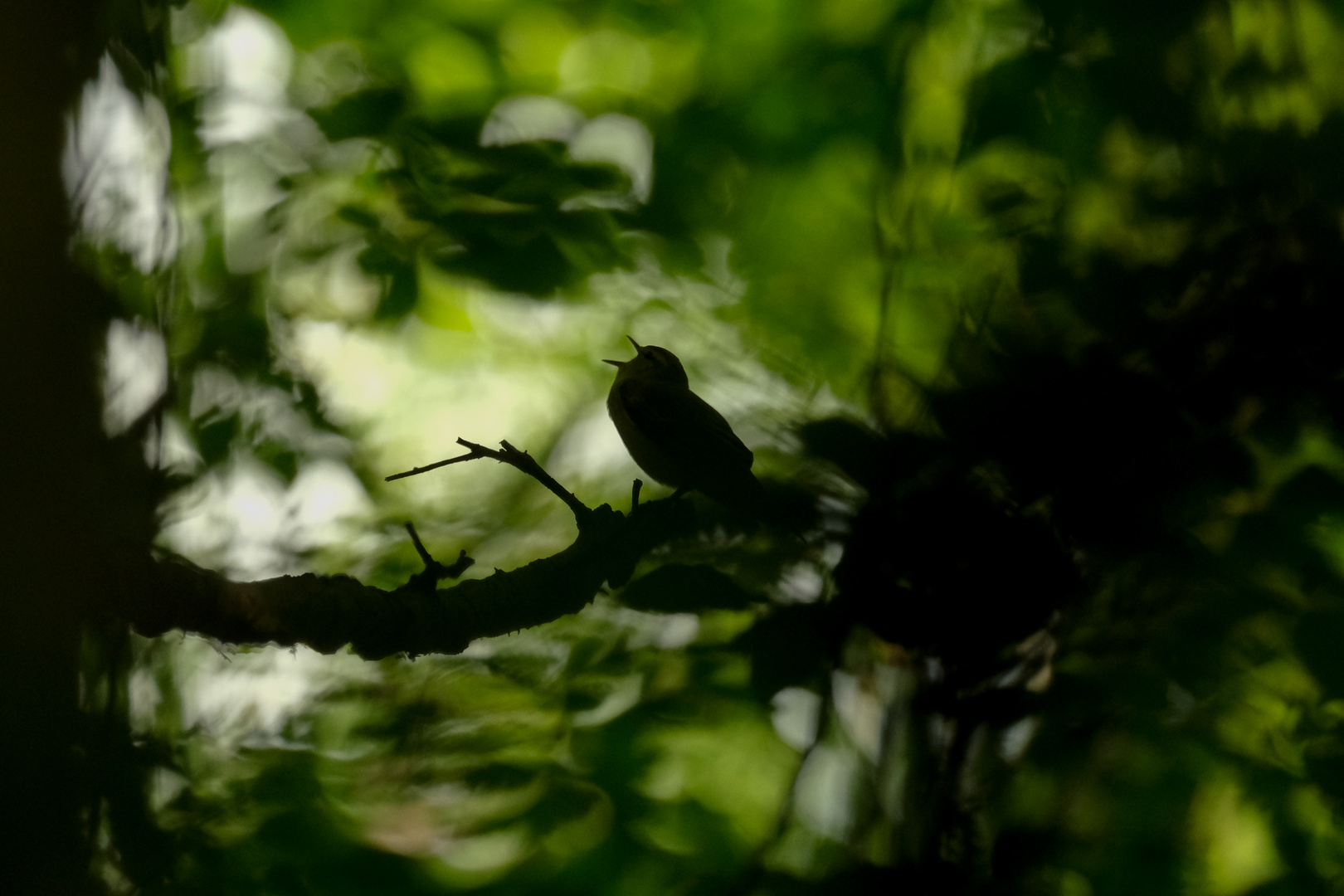 Waldlaubsänger im Revier