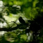 Waldlaubsänger im Revier