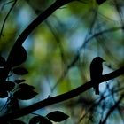 Waldlaubsänger im Revier