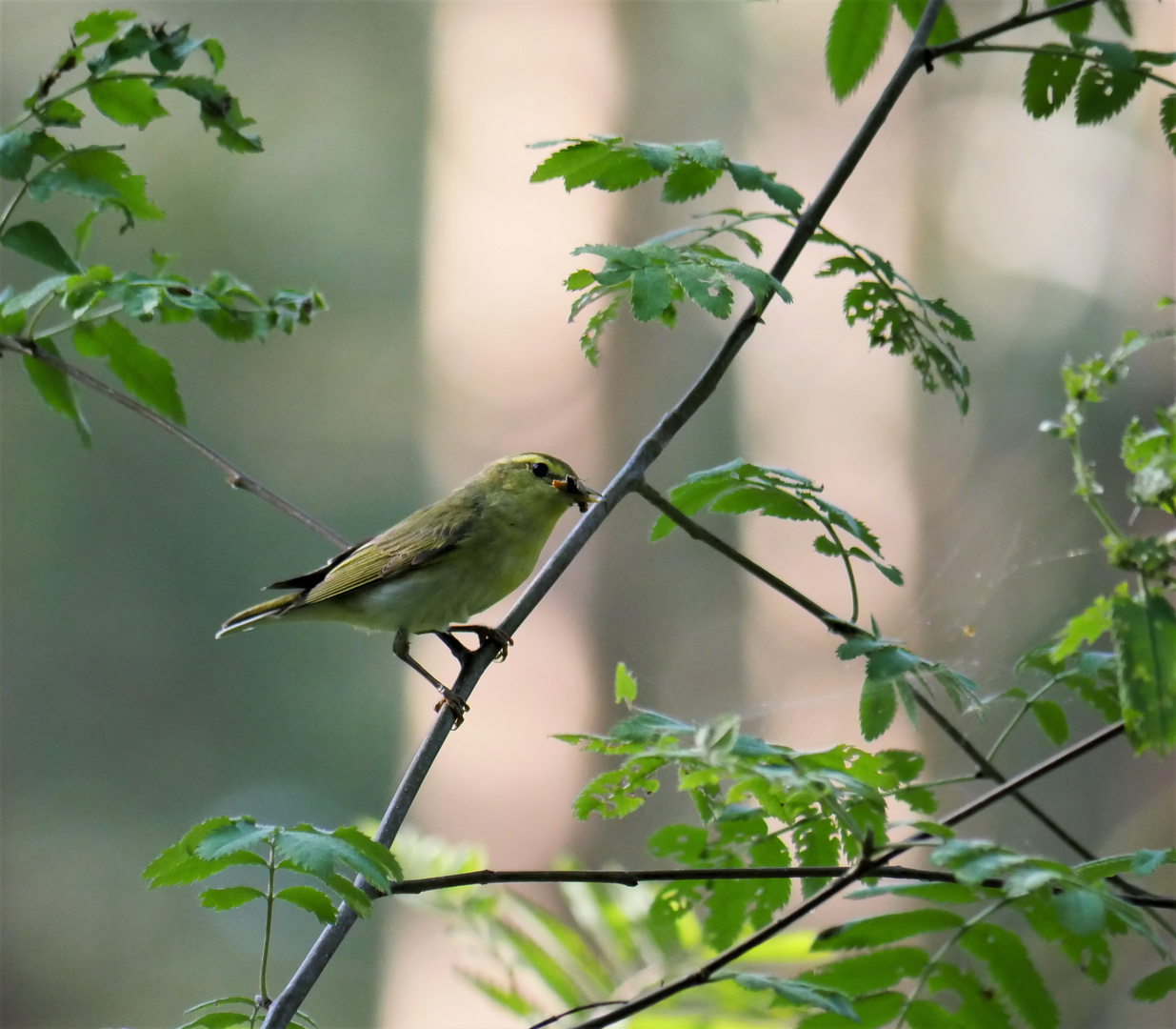 Waldlaubsänger (Phylloscopus sibilatrix)