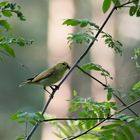 Waldlaubsänger (Phylloscopus sibilatrix)