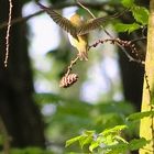 Waldlaubsänger (Phylloscopus sibilatrix)