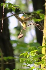 Waldlaubsänger (Phylloscopus sibilatrix)