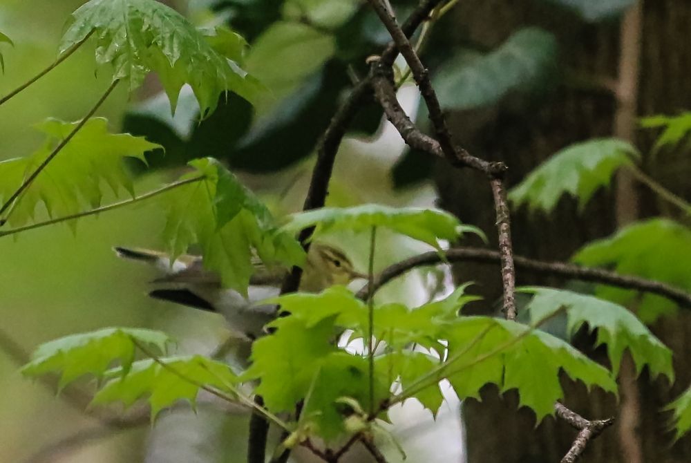 Waldlaubsänger (Phylloscopus sibilatrix)