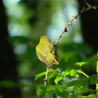 Waldlaubsänger (Phylloscopus sibilatrix)