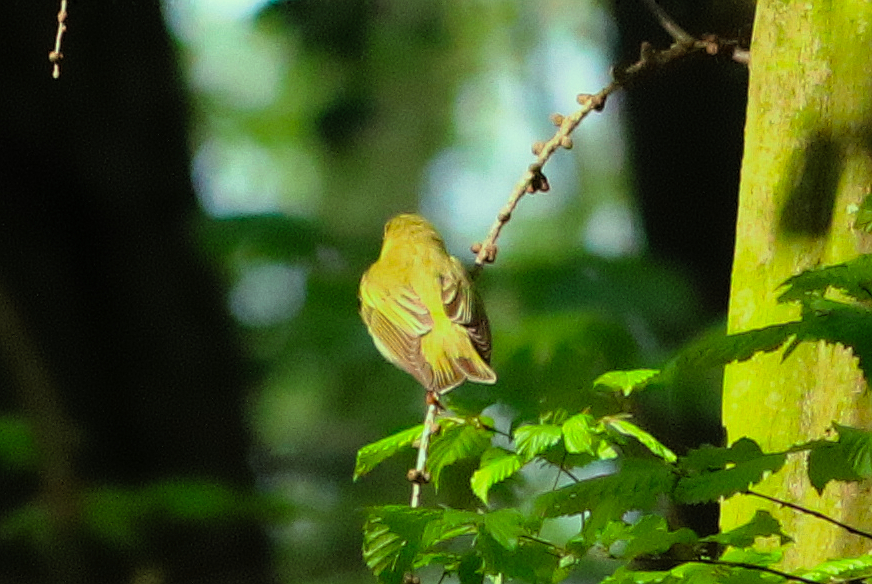 Waldlaubsänger (Phylloscopus sibilatrix)