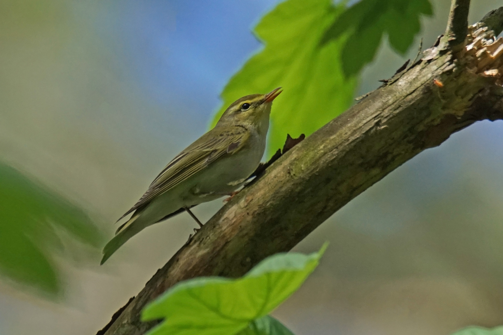 Waldlaubsänger (Phylloscopus sibilatrix), Männchen