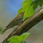 Waldlaubsänger (Phylloscopus sibilatrix), Männchen